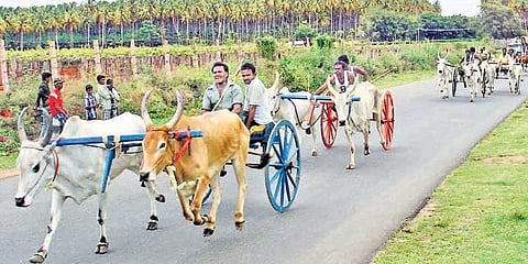 61 அணிகள் பங்கேற்ற விறுவிறுப்பான ரேக்ளா ரேஸ்