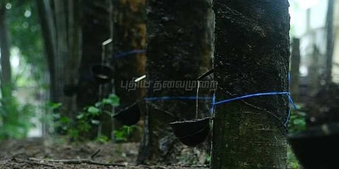 தொடர் மழையால் ரப்பர் மரங்களில் பால் வடிக்கும் தொழில் பாதிப்பு