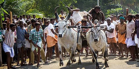 எம்ஜிஆர் நூற்றாண்டு விழா: ஈபிஎஸ் ஓபிஎஸ் அணி சார்பாக ரேக்ளா பந்தயம்