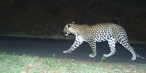 சிறுத்தைகளின் எண்ணிக்கை அதிகரிப்பு: வனத்துறை தகவல்