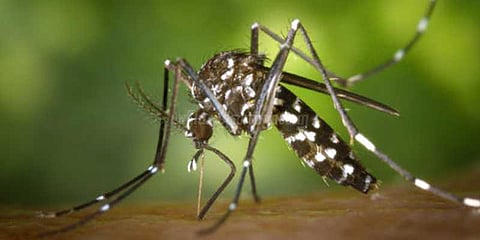 ஒரே நாளில் டெங்கு காய்ச்சலுக்கு 4 பேர் உயிரிழப்பு