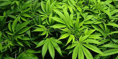 கஞ்சா வாங்கி தர மறுத்ததால் சிறுவன் மீது தாக்குதல்