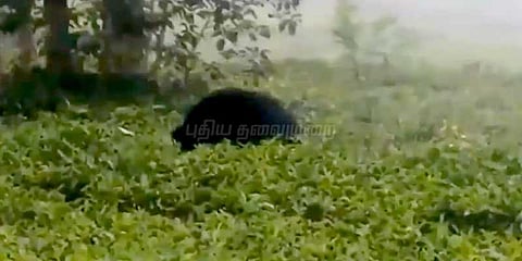 கூண்டு வைத்தும் பிடிப்படாத கரடி