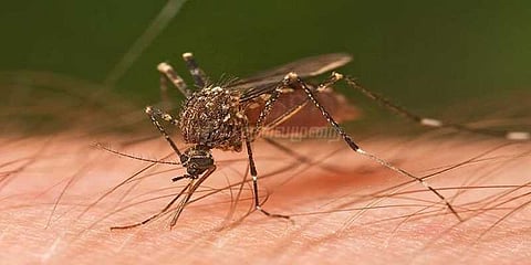 அறிவோம் டெங்கு காய்ச்சலின் அறிகுறிகளை..!