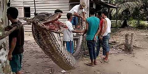 26 அடி நீள ராட்சத மலைப்பாம்பை விருந்தாக்கிய கிராம மக்கள்