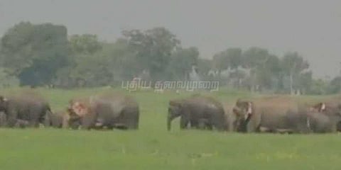 வைரலாகும் யானைகளின் வாக்கிங்..