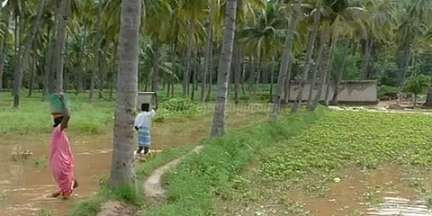 காட்டாற்று வெள்ளத்தில் அடித்துச் செல்லப்பட்ட பயிர்கள்