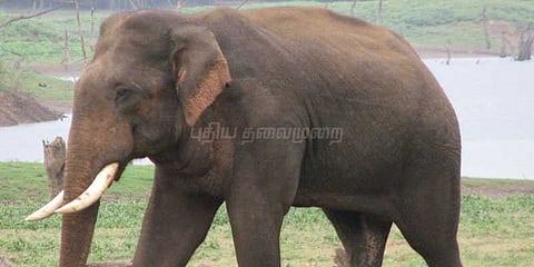 குடியிருப்புகளை சேதப்படுத்தும் யானைகளை காட்டிற்குள் விரட்ட மக்கள் கோரிக்கை