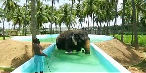 ரூ.10 லட்சம் செலவில் பழனி ’கஸ்தூரி’க்கு நீச்சல் குளம்!