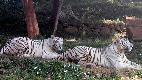 புலிகள் தாக்கி ஒருவர் பலி: பெங்களூரில் சோகம்!