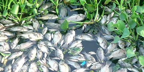 கெடிலம் ஆற்றில் தனியார் ஆலை கழிவுகள் கலப்பு: செத்து மிதக்கும் மீன்கள்