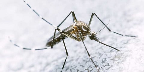 டெங்கு காய்ச்சல் முதலில் உருவான நாடு எது தெரியுமா?