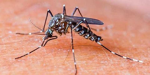 தொடரும் காய்ச்சல் மரணங்கள்: இன்று ஒரேநாளில் 12 பேர் உயிரிழப்பு