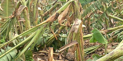 சூறைக்காற்றுடன் மழை பல லட்சம் வாழை மரங்கள் சாய்ந்தன