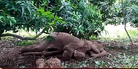 காயமடைந்த தாய் யானை... வனத்துறையினரை துரத்தும் குட்டியானை