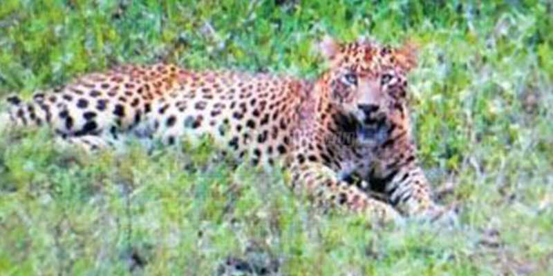 சிறுத்தை புலியை அருகில் கண்ட சுற்றுலா பயணிகள் குஷி