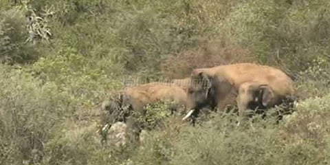 உடல்நலக்குறைவால் பெண் யானை விவசாயத் தோட்டத்தில் தஞ்சம்