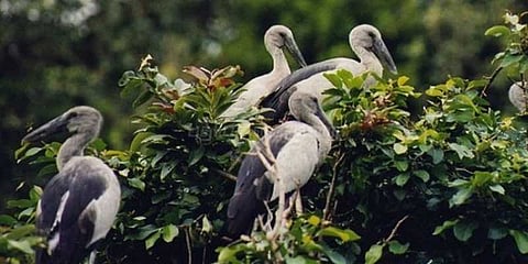 வேடந்தாங்கல் சரணாலயம் நாளை திறப்பு