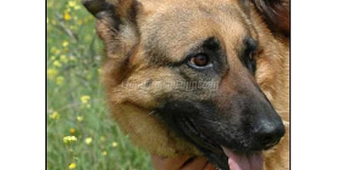 கொலையை தடுத்து ஹீரோவாக மாறிய நாய்: நெகிழ்ச்சி சம்பவம்!