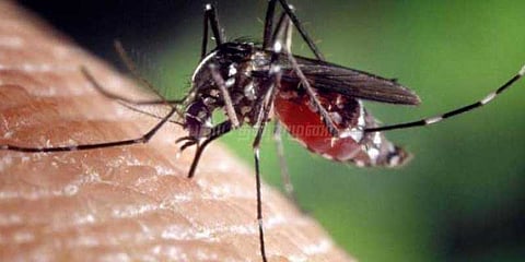 டெங்கு காய்ச்சலால் சிகிச்சை பலனின்றி 6 வயது சிறுமி உயிரிழப்பு