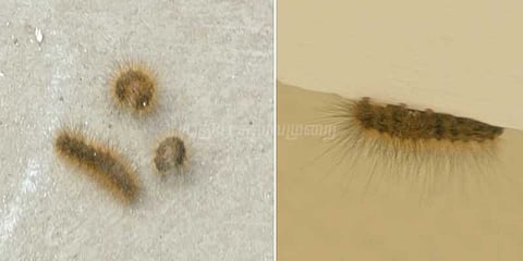 கம்பளிப் பூச்சிகளால் தூக்கத்தை தொலைத்த சென்னை மக்கள்