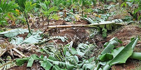 வீடுகளை சேதப்படுத்திய காட்டு யானைகள்