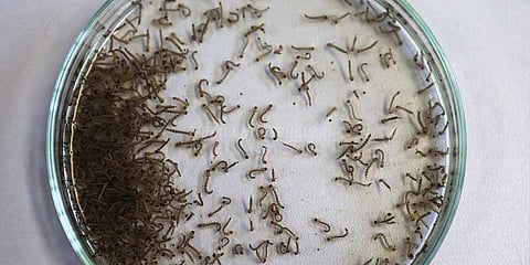 கொசுப்புழுக்கள் கண்டுபிடிக்கப்பட்டதால் வீட்டின் குடிநீர் இணைப்பு துண்டிப்பு