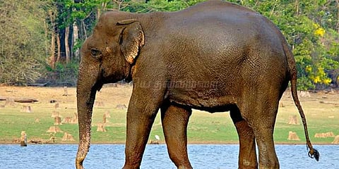 முதுமலையில் யானைகளுக்கு உடல் எடை சோதனை