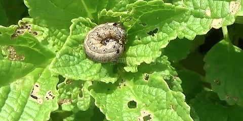 தரமற்ற பூச்சிக்கொல்லி மருந்துகளால் நஷ்டம்: விவசாயிகள் ஆதங்கம்