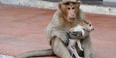 குரங்குகள் சேதப்படுத்திய பொருட்களுக்கு இழப்பீடு: வனத்துறை உறுதி