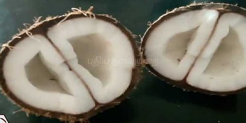 ஒரு கூட்டிற்குள் இரண்டு தேங்காய்: மக்கள் வியப்புடன் கண்டு ரசிப்பு