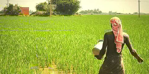 தரமற்ற பூச்சிக்கொல்லி மருந்துகளால் பெரும் இழப்பு: விவசாயிகள் வேதனை