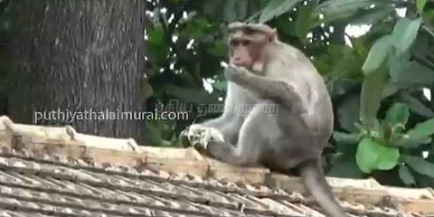 பரோட்டா உண்ணும் குரங்குகள்!