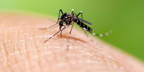 டெங்கு-வைரஸ் காய்ச்சலுக்கு இன்று 9 பேர் உயிரிழப்பு