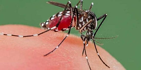 போலி மருத்துவரிடம் சிகிச்சை: டெங்கு பாதிக்கப்பட்ட 7-ம் வகுப்பு மாணவி உயிரிழப்பு