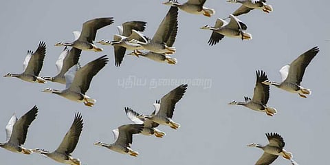 இஸ்ரேலில் குவிந்த வெள்ளை நீர்ப் பறவைகள்