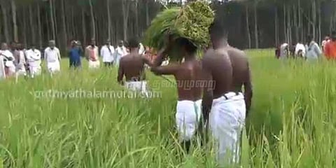 நீலகிரி பழங்குடியினரின் பாரம்பரிய கதிர் அறுவடை திருவிழா!