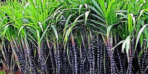 நிலுவை தொகை வழங்காத சர்க்கரை ஆலைகள் மீது கடும் நடவடிக்கை: அமைச்சர் எச்சரிக்கை