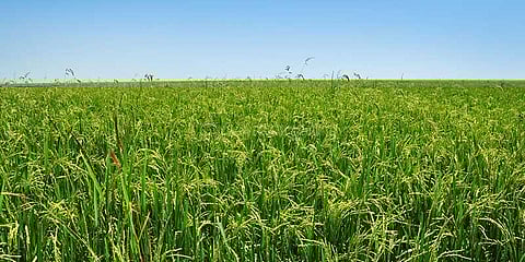 அறுவடை நேரத்தில் இலைக்கருகல் நோய்: விவசாயிகள் வருத்தம்