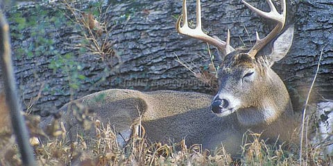 கடலில் தத்தளித்த மானுக்கு உதவிய மீனவர்கள்