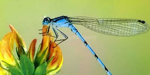 83 ஆண்டுகளுக்கு பின் அரிய வகை தும்பி கண்டுப்பிடிப்பு