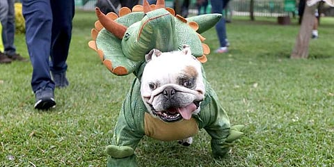 பெருவில் ஹாலோவின் கொண்டாட்டம்: நாய்களுக்காக நடந்த ஃபேஷன் ஷோ