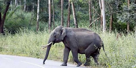 கிராம மக்களை அச்சுறுத்தும் ஒற்றை யானை