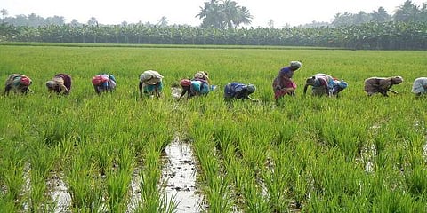 தொடர் மழை: நெல்லையில் நடவுப் பணிகள் மும்மரம்