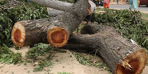 தூய்மைப்பணி செய்வதாக மரங்களை வேருடன் பிடுங்கிய நகராட்சி