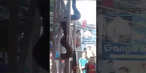 15 அடி மலைப்பாம்பு: வைரலாகும் வீடியோ