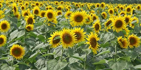 கூடலூரில் பூத்து குலுங்கும் சூர்யகாந்தி பூக்கள்