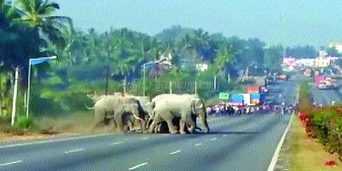 சாலையில் நடமாடும் வனவிலங்குகளால் பொதுமக்கள் அச்சம்.