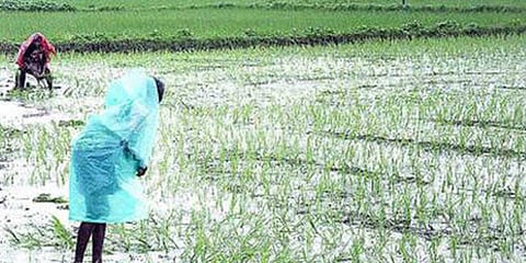 கனமழை: நாகையில் பல லட்சம் பயிர்கள் பாதிப்பு