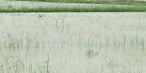 நாகையில் 1500 ஏக்கர் சம்பா பயிர்கள் மழைநீரில் மூழ்கின